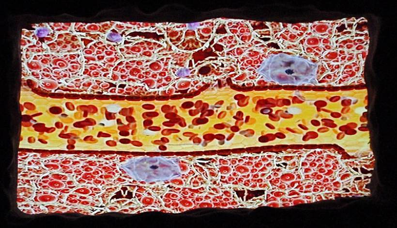 algae and human health