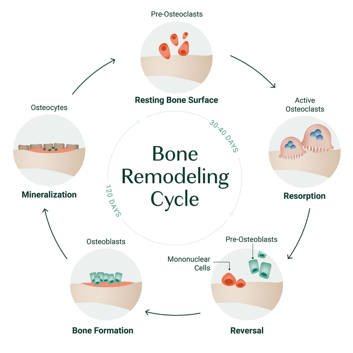 bone remodeling cycle