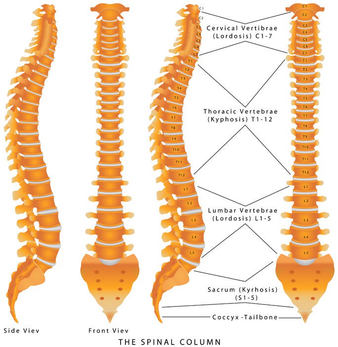 Spinal Osteoporosis