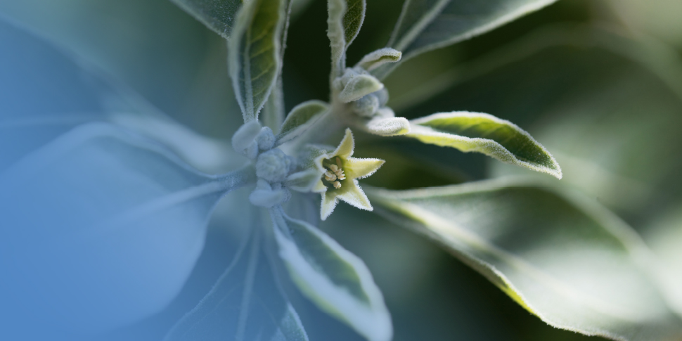 Ashwagandha