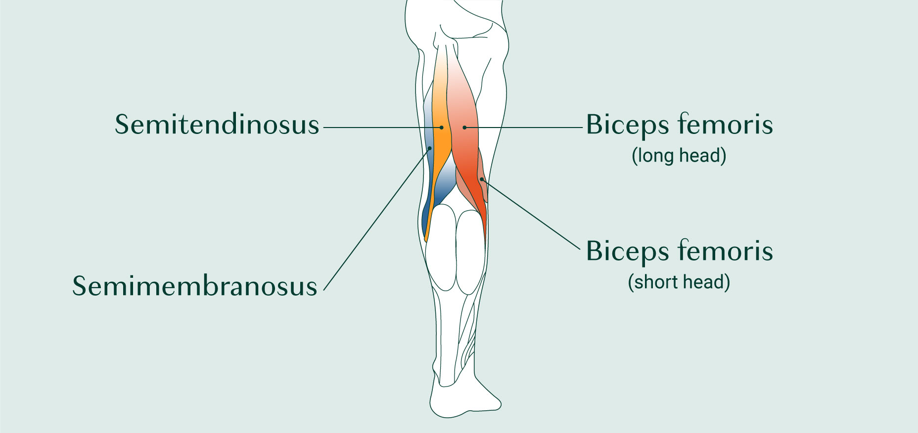 8 Easy Hamstring Exercises for Stronger Bones | AlgaeCal