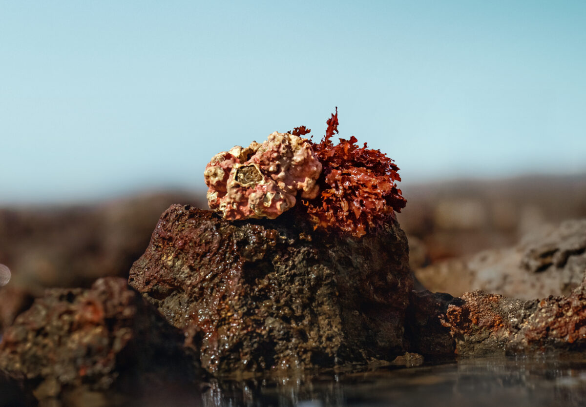 algae
