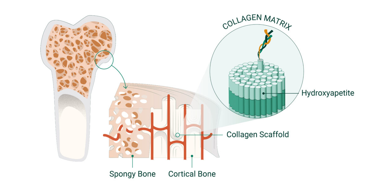 fortibone's collagen matrix