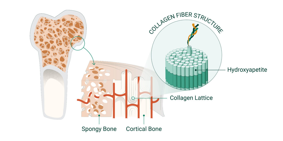 collagen structure