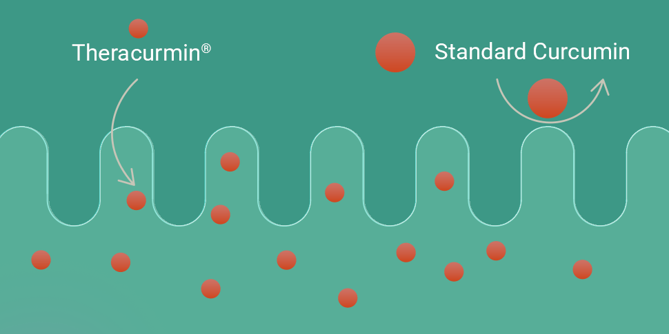 Diagram on a teal background illustrating curcumin absorption