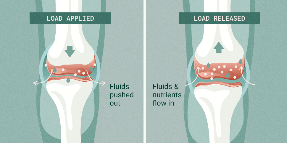 Cartilage compression and fluid flow