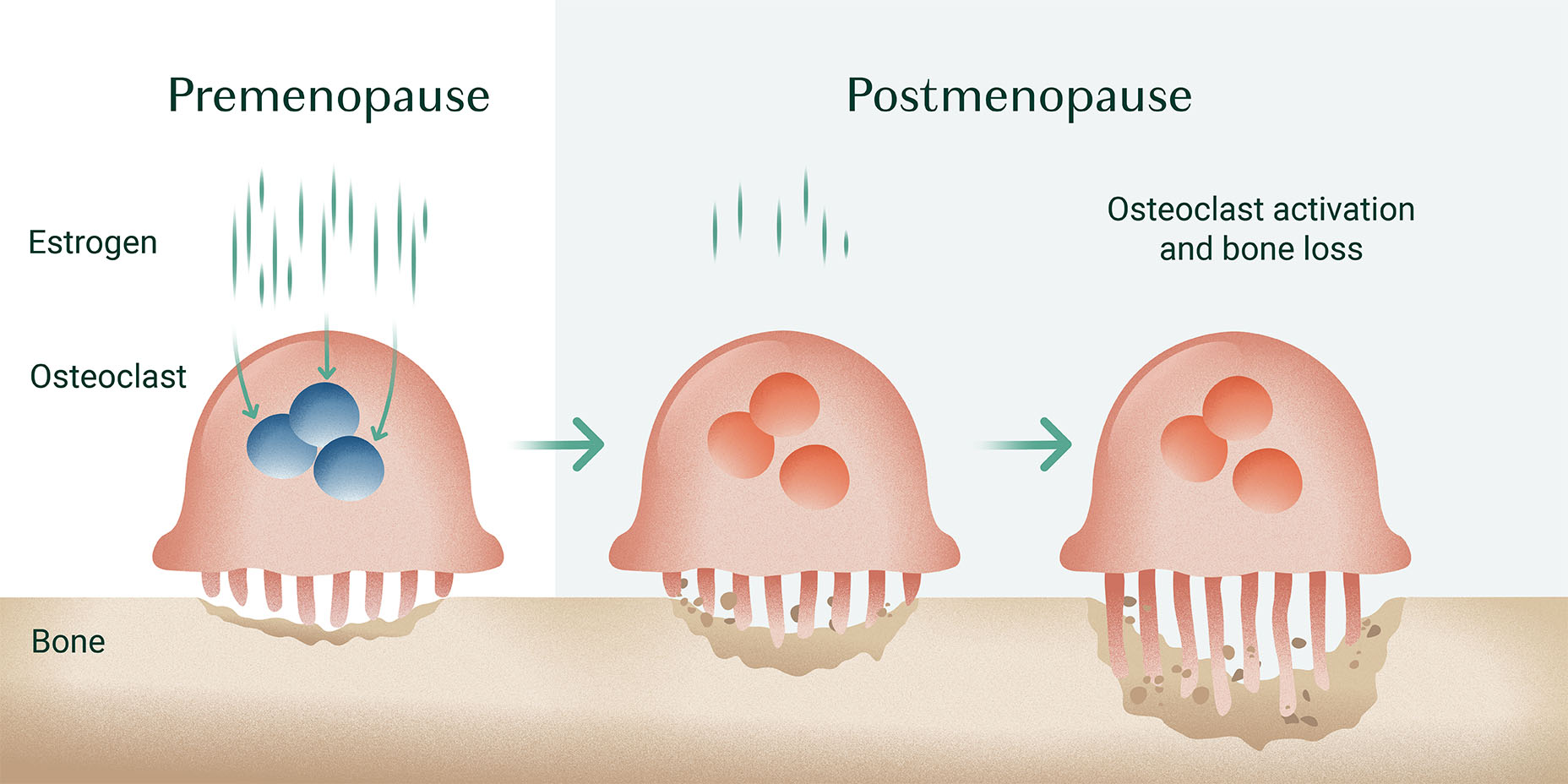 Healthy Levels of Estrogen in Postmenopausal Women AlgaeCal
