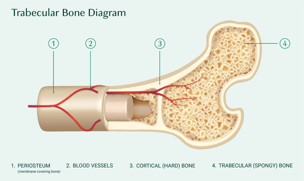 Trabecular Bone