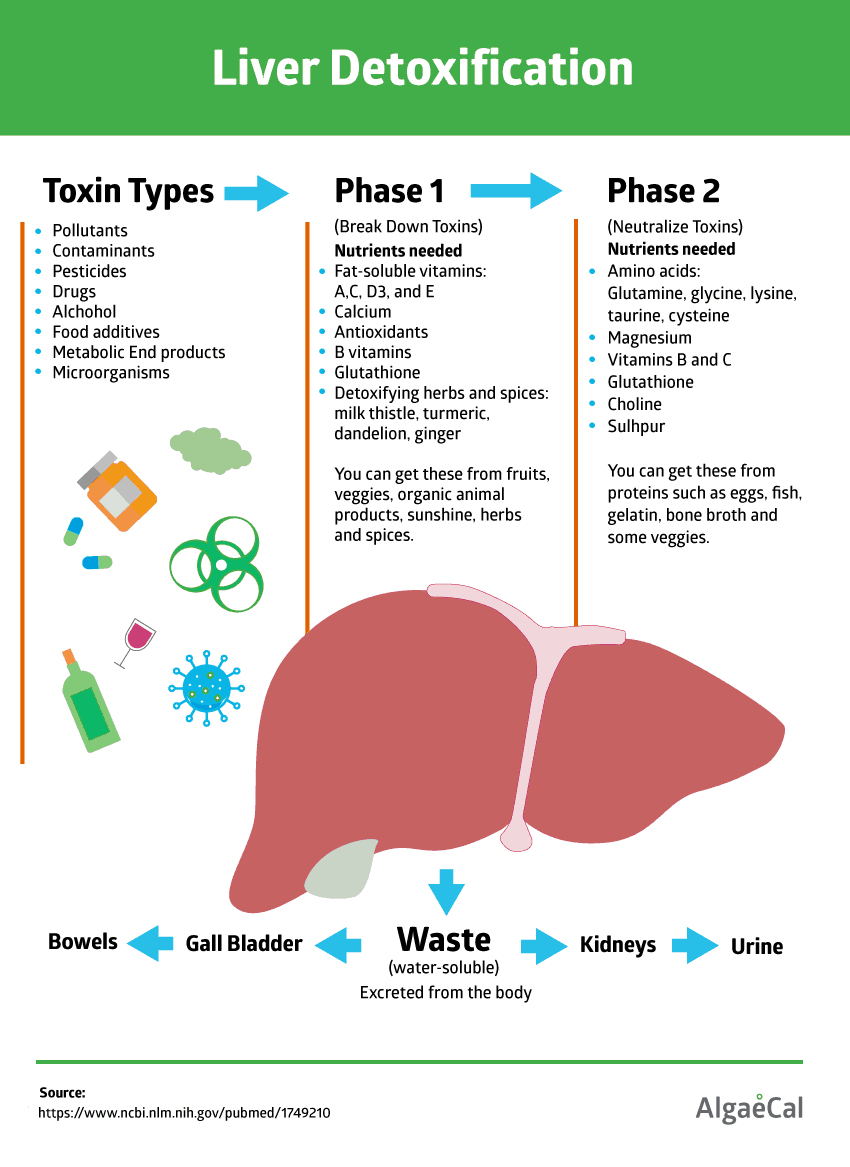 Liver detoxification phases