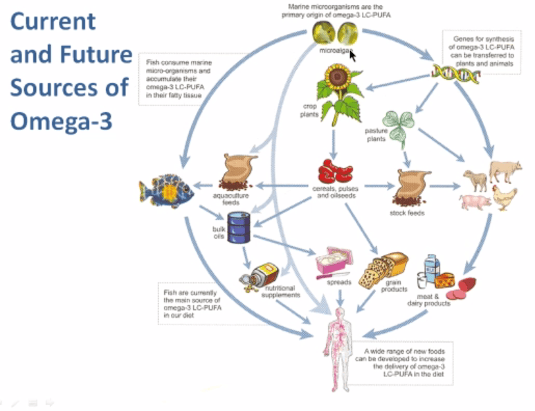 Future Sources of Omega 3s