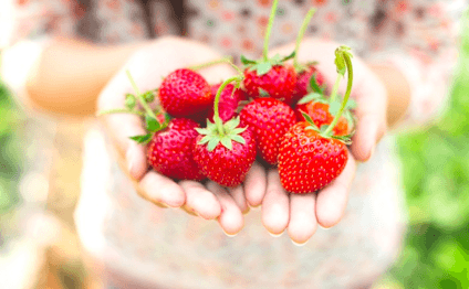 Essential Nutrients - Strawberries- silica source