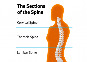 Exercises for Osteoporosis of the Spine | AlgaeCal