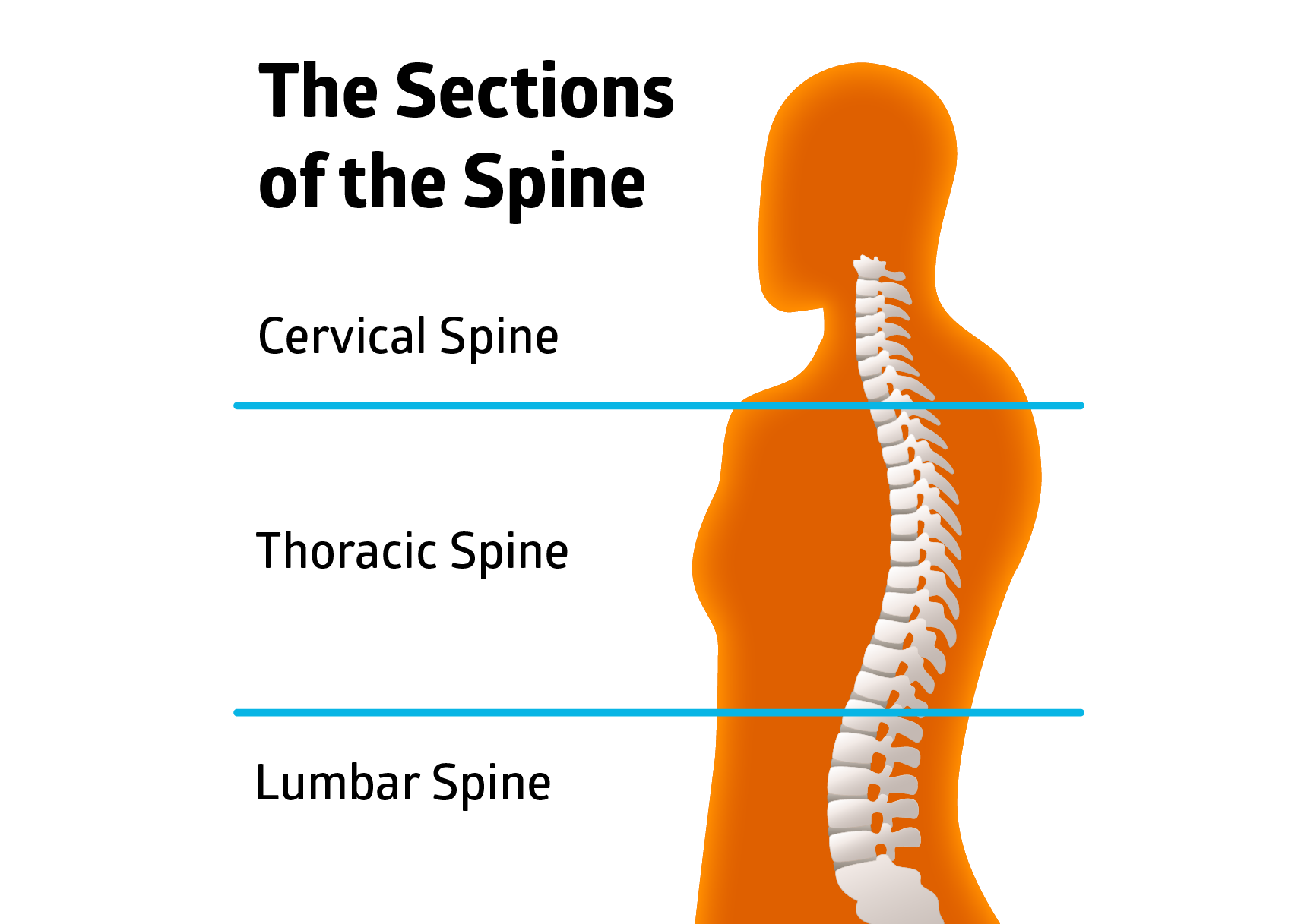 Exercises for osteoporosis of the spine - the sections of the spine