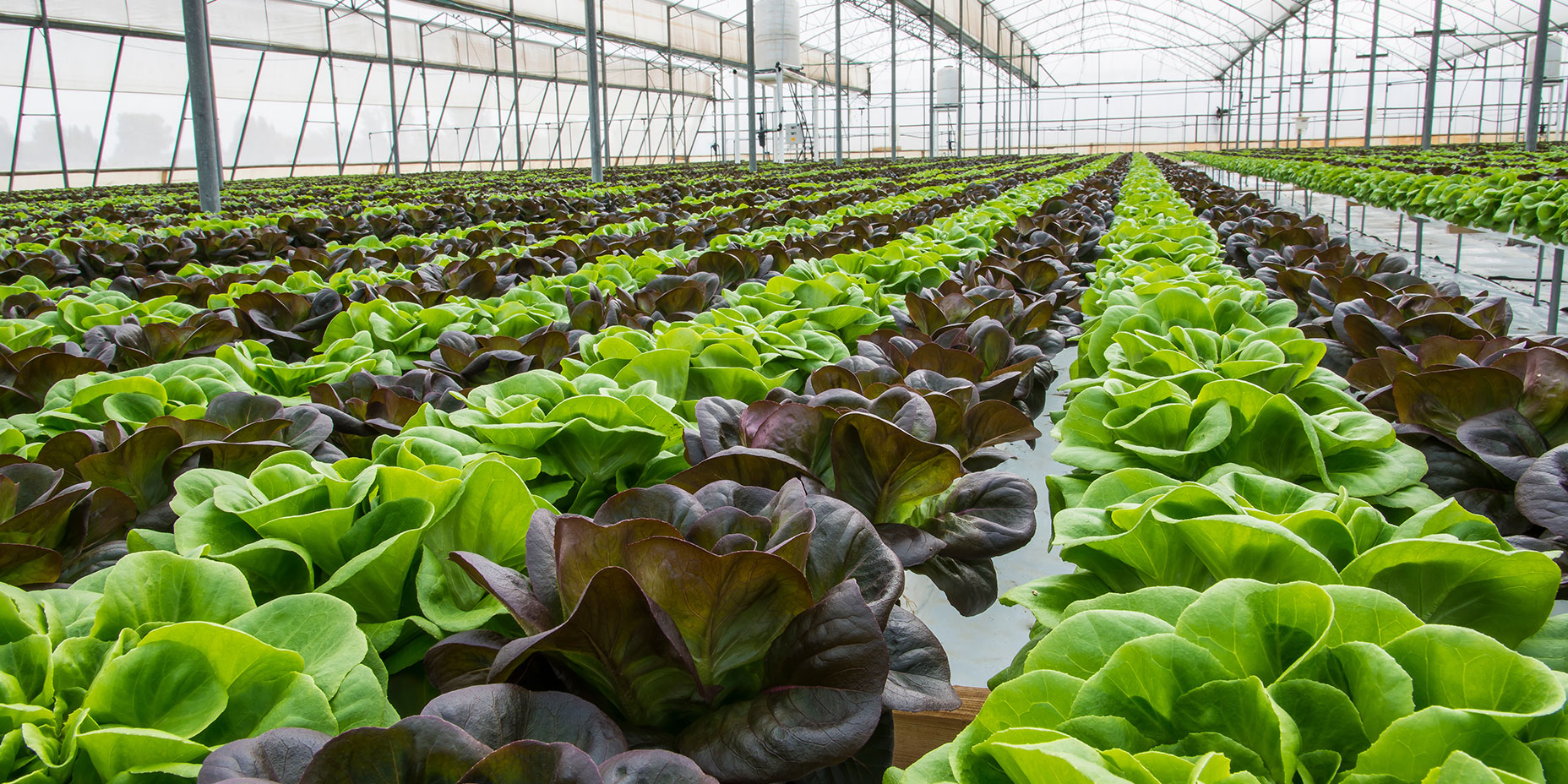 Why Trace Minerals Are Important (and why we're not getting enough)