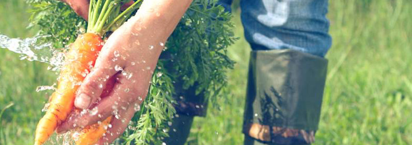 Washing carrots on a farm