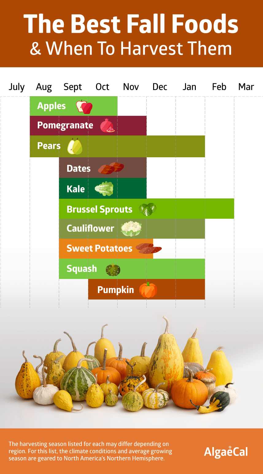 best fall foods and when to harvest them