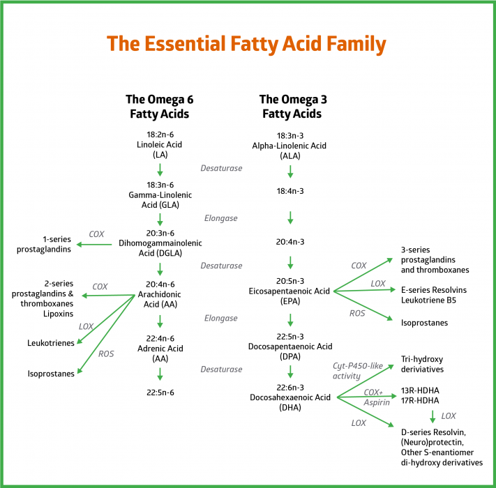 How Omega 3 Fatty Acids Support Bone and Muscle Mass | AlgaeCal