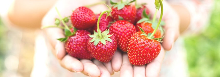 Two open hands holding fresh strawberries