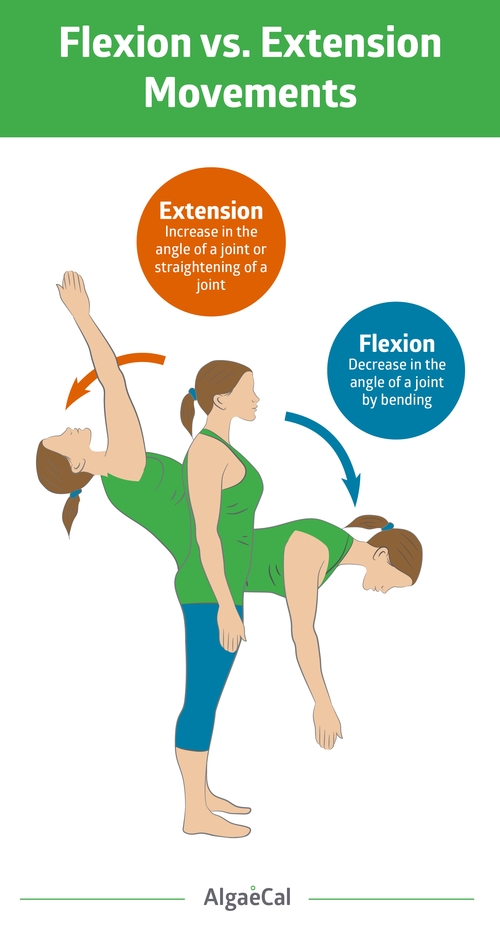 flexion vs extension movements