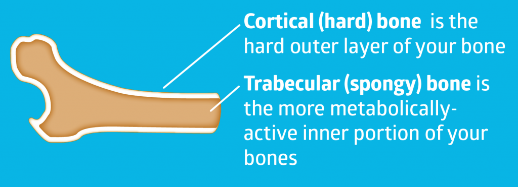trabecular vs cortical