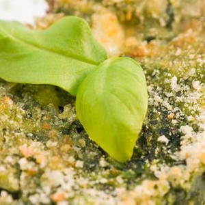 Leafy Green Vegan Casserole