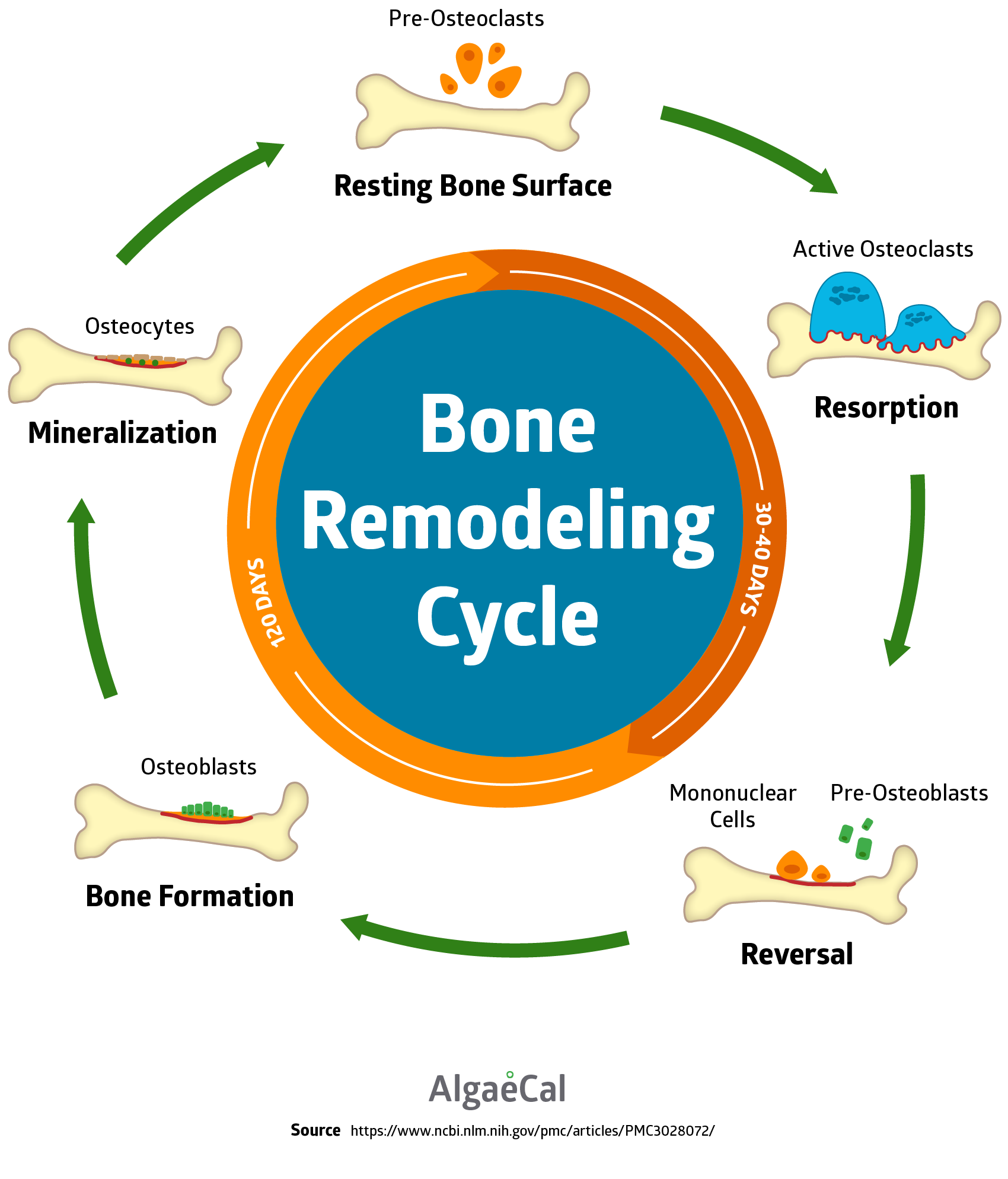 bone remodeling cycle